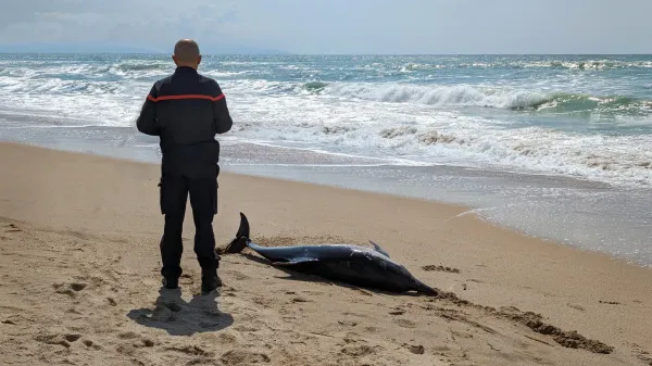 Dolphins may be getting Alzheimer’s…