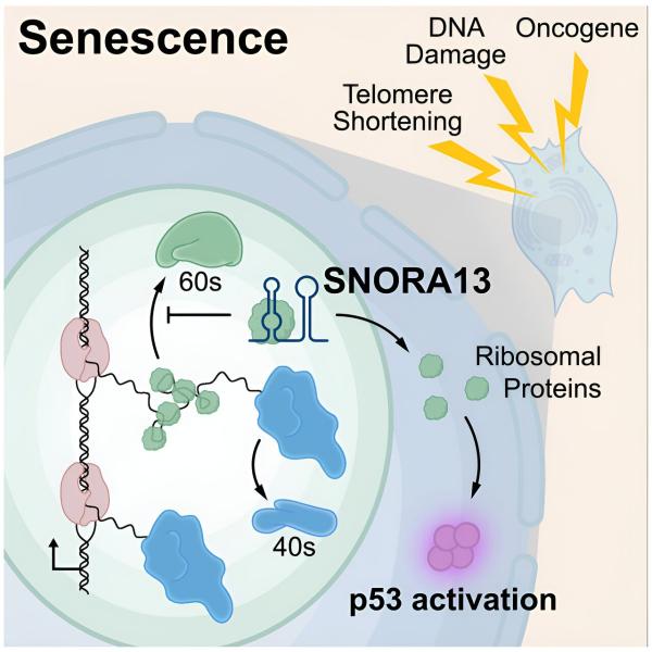 photo of Study identifies RNA molecule that regulates cellular aging image