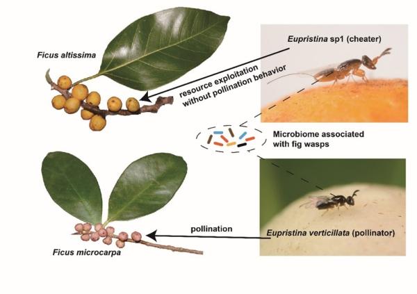 photo of Study provides insights into how microbiome community and metabolic functions may couple with fig-wasp mutualism image