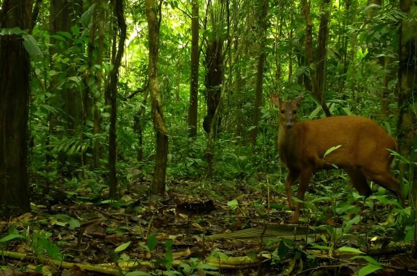 photo of Subsistence poaching found to have little impact on biodiversity in the Amazon's environmental protection areas image