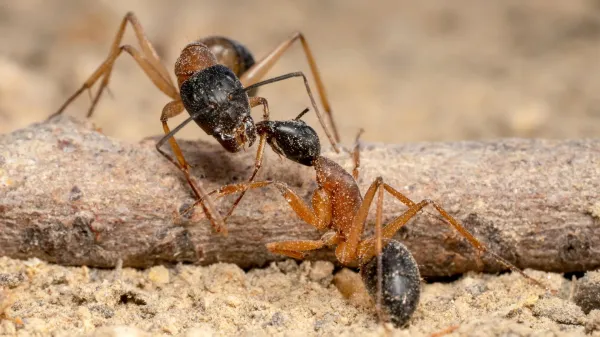 Predator fly unleashes chaotic ant wars…
