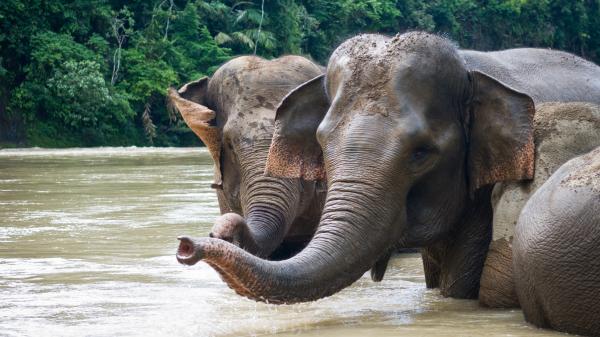 photo of Indonesia should avoid controversial programs to fund conservation (commentary) image