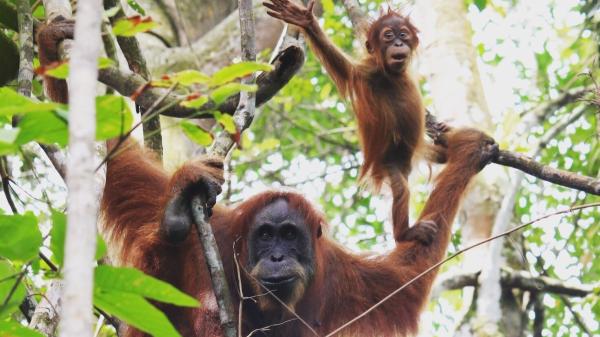 Orangutan Day: Here’s where the three&hellip;