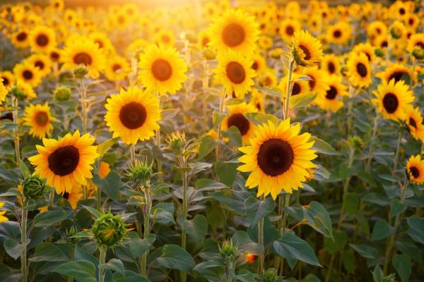 photo of Sunflowers make small moves to maximize sun exposure—physicists can model them to predict how they grow image