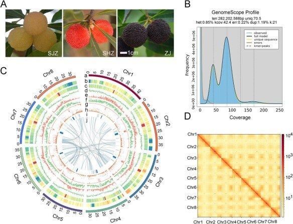 photo of Sweet secrets of the bayberry: Genetic insights set to transform fruit quality image