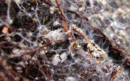 photo of Symbiotic relationship between California oaks and mutualist fungi appears to provide a buffer for climate change image