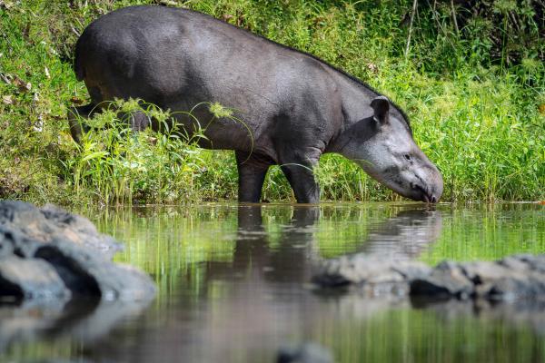 Tapirs, bats and nests: How plastic…