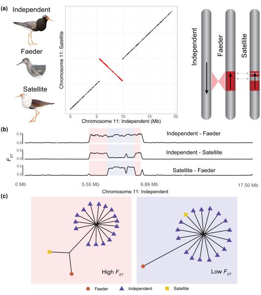 photo of Avian supergene study explores the evolutionary paradox behind the unusual mating strategies of the ruff image