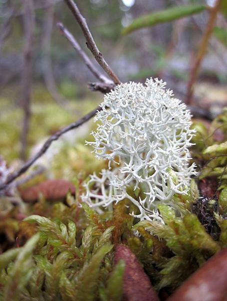 photo of 'The future is fungal': New research finds that fungi that live in healthy plants are sensitive to climate change image