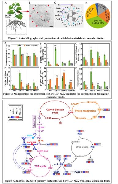 photo of The role of malate decarboxylate CsNADP-ME2 in mediating the balance of carbon and amino acid metabolism in fruit image