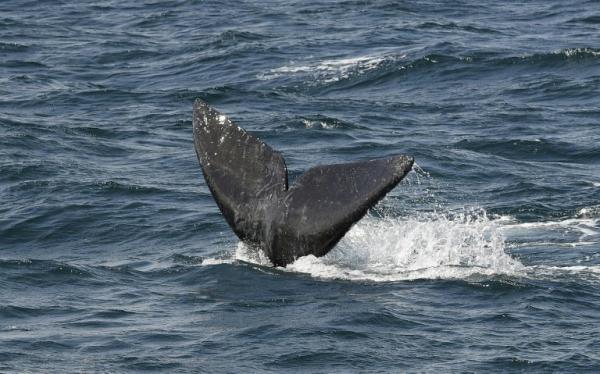 photo of US approves seismic tests despite dolphin, whale concerns image