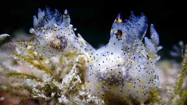 photo of Tiny “sesame” sea slug discovered in Taiwan turns out to be a new species image