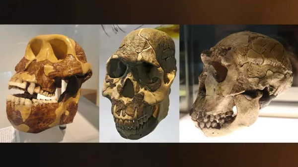 700,000 years ahead of their teeth: The…