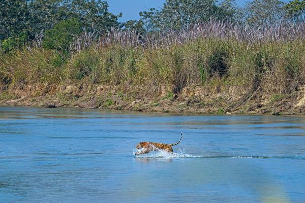 Nepal plans park for ‘problem’ tigers as attacks raise&hellip;