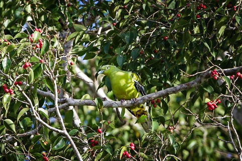Timor green pigeon could go extinct&hellip;