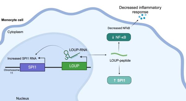 photo of New study discovers tiny target on RNA to short-circuit inflammation image