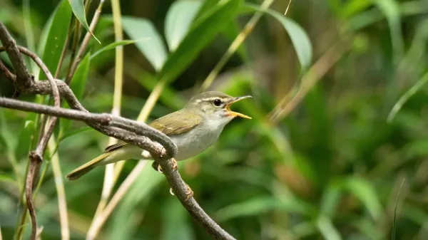 Hidden bird species discovered in Japan&hellip;