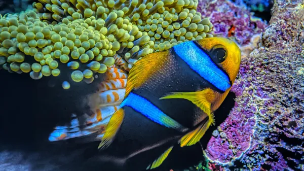 Even remote Pacific fish are full of&hellip;