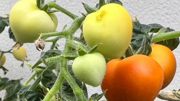 Crops irrigated with wastewater store…