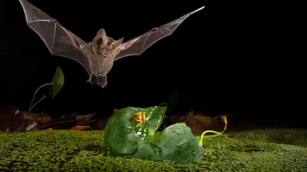 This tiny bat hunts like a lion, but…