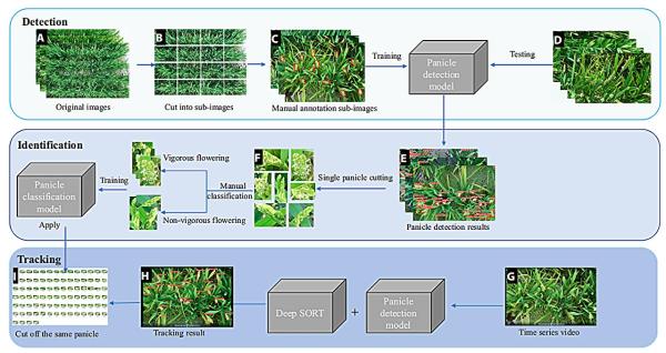 photo of Transforming rice phenotyping: Advanced deep learning models enhance panicle analysis and nitrogen impact studies image