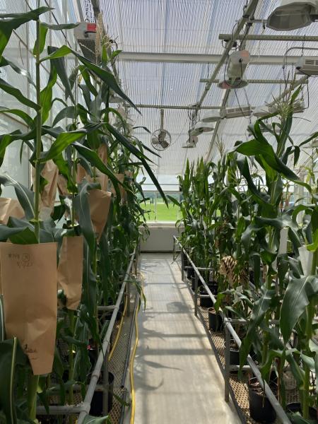 photo of Study shows transgenic expression of rubisco factors increases photosynthesis and chilling tolerance in maize image