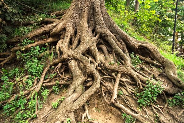 Unexpectedly Deep Plant Roots Raise New…
