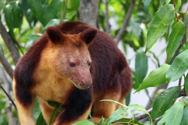 How ‘ecological empathy’ can help humans reconnect with nature and shape a better world