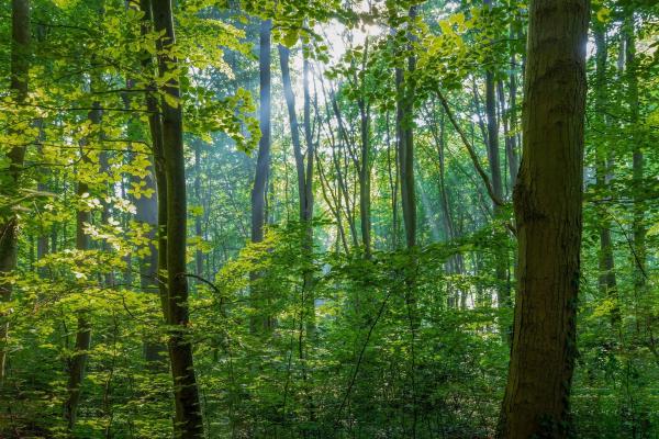 photo of Trees compete for space, light and resources, and those clashes can leave battle scars image