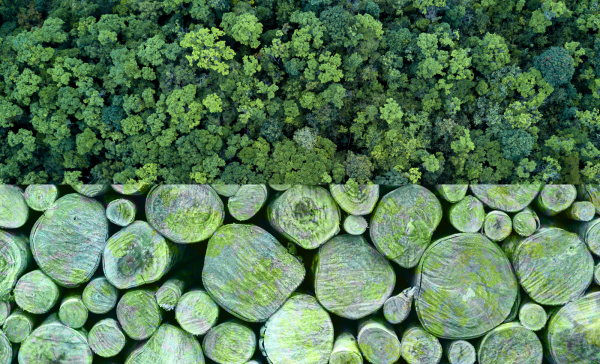 photo of Carbon market downturn leads to staff cuts at Pachama image