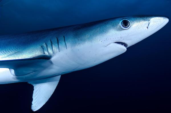 Shark Meat Nation