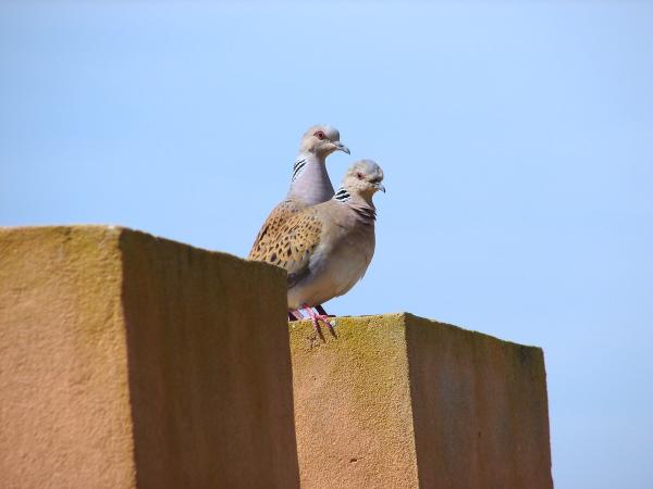 Conservationists Release Turtle Doves in…