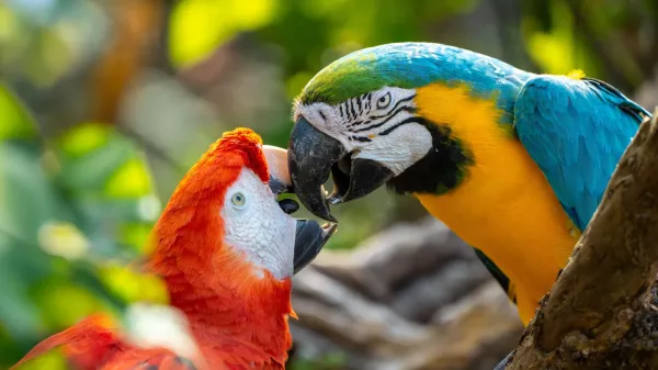 Scientists discover parrots may actually&hellip;