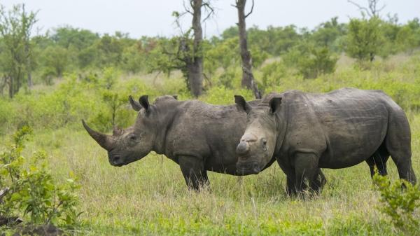 photo of Dehorning Rhinos Reduces Poaching by Nearly 80%: Study image