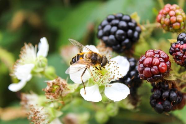 UK to Cut Pesticide Use on Farms 10% by 2030