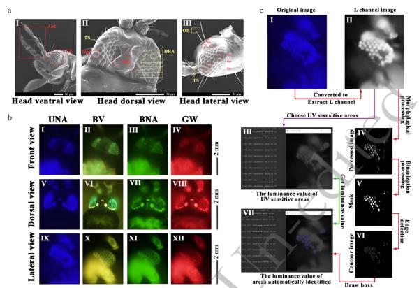 photo of Ultraviolet-absorbing film shows promise in controlling insecticide-resistant thrips in Chinese agriculture image