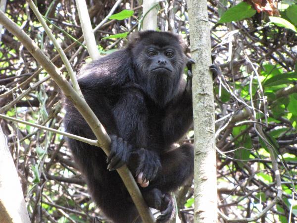 photo of Howler monkey study examines mechanisms of new species formation image