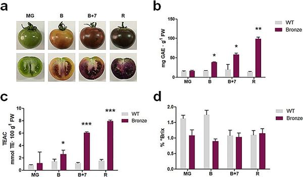 photo of Accessing the bronze tomato's enhanced antioxidant and health properties through metabolic engineering image