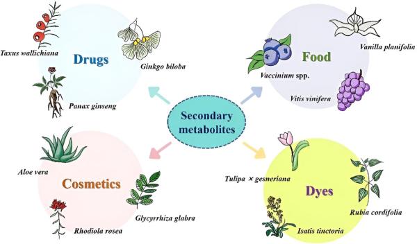 photo of Exploring how alternative splicing influences plant secondary metabolism image