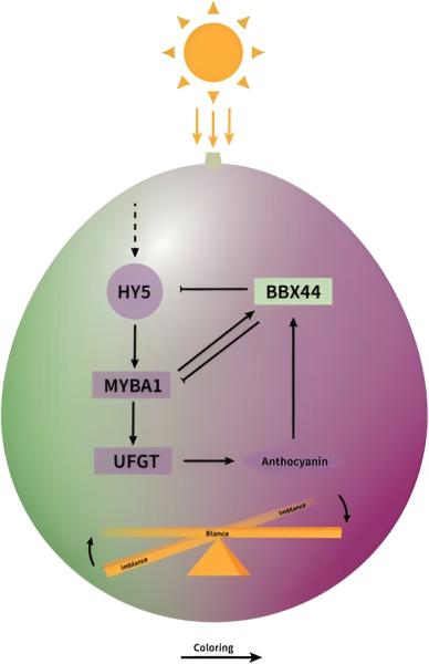 photo of Unlocking the color code: The role of VvBBX44 and VvMYBA1 in regulating grape anthocyanin biosynthesis image
