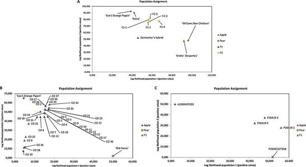 photo of Unlocking the genetic potential of apple and pear: Advances in intergeneric hybrid viability and trait selection image