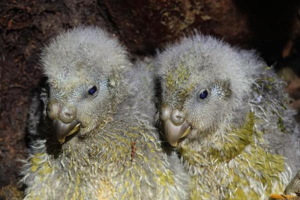 Record kākāpō breeding season with 95…
