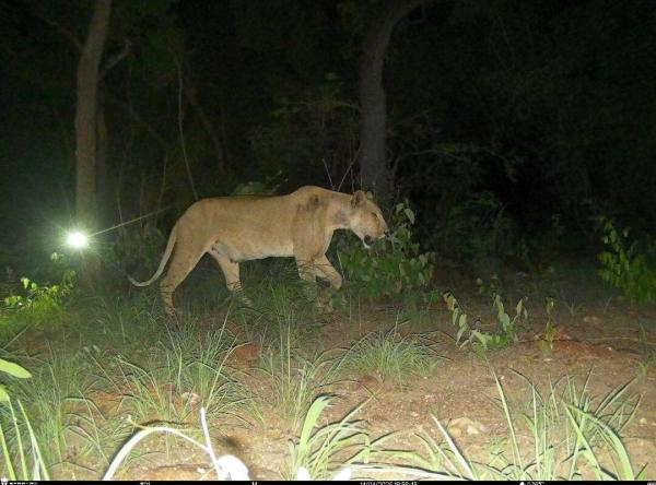 Lioness sighting in Central African…