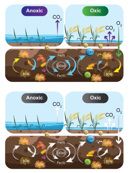 photo of Unraveling paddy soil secrets: Surprising contribution of nonmicrobial mechanisms to CO₂ emissions image