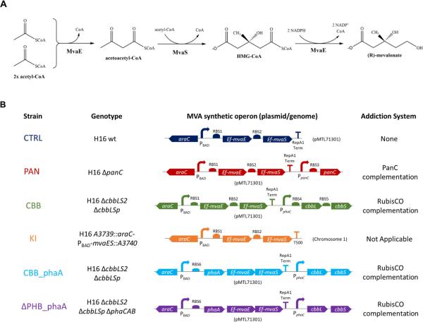 photo of Enhancing microbe memory to better upcycle excess CO₂ image