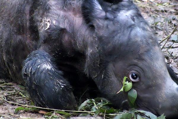 photo of Javan rhino numbers plunge; Sumatran rhinos remain near extinction: Report image