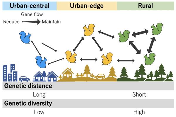 photo of Study shows urbanization has impacted the population genetic structure of the Eurasian red squirrel in Japan image