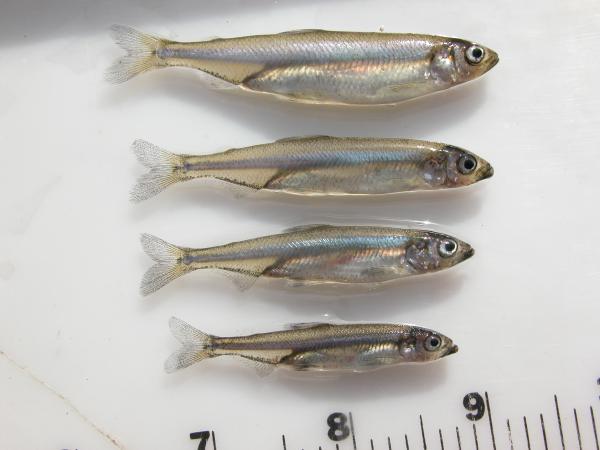 Why Trump Keeps Blaming the Delta Smelt…