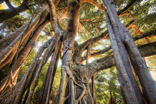 The forest’s future tense: What might…