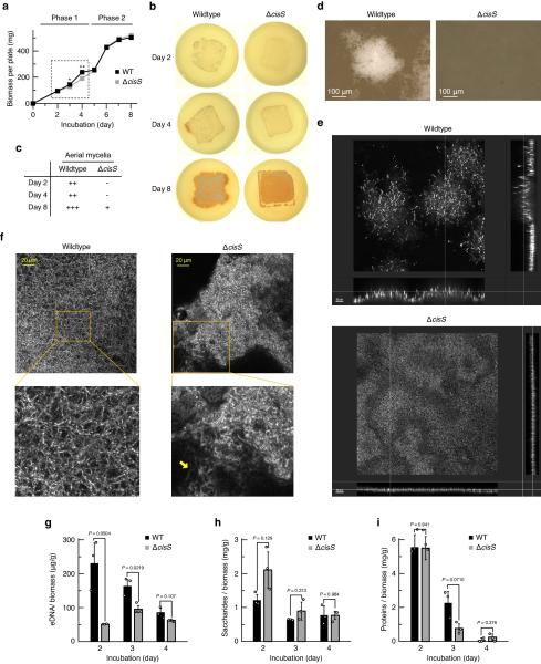 photo of Scientists discover virus-like nanoparticles control the multicellular organization and reproduction of host bacteria image